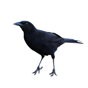 Raven PNG-71454